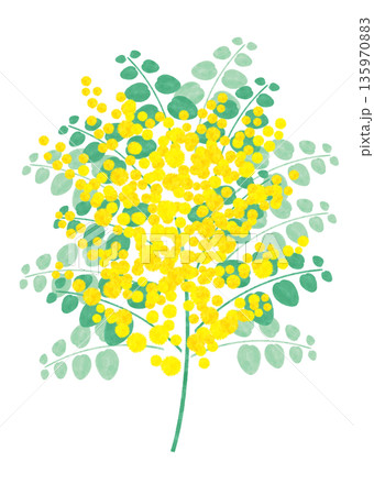 春のイラスト素材　パールアカシア　イラスト　水彩風 135970883