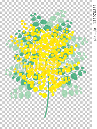 春のイラスト素材　パールアカシア　イラスト　水彩風 135970883