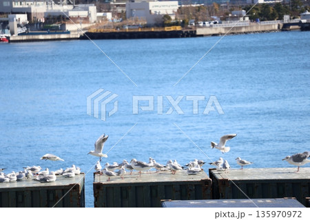 海岸のトレーラーの上にいるカモメなどの水鳥と青い海面の海とぼかした対岸の街の風景 135970972