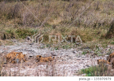 Lion Cubs in the Ngorogoro Crater 135970979