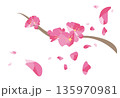梅の花の咲く枝 135970981