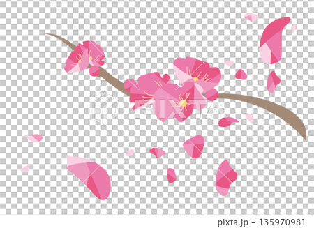 Plum blossom branches 135970981