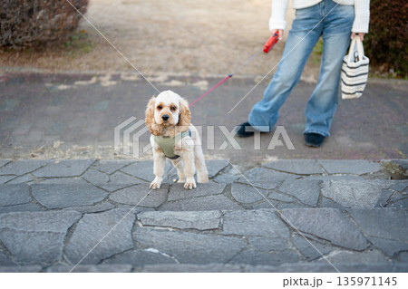 散歩する犬 135971145