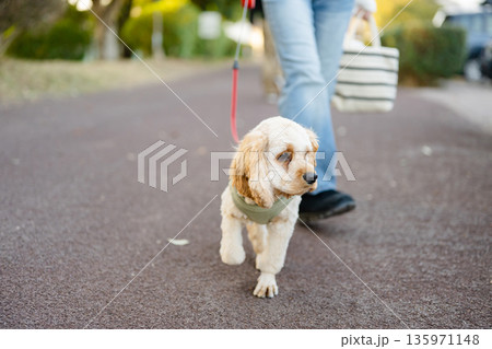散歩する犬 135971148