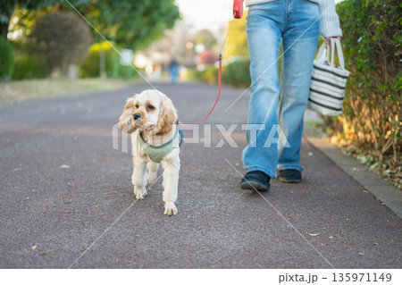 散歩する犬 135971149