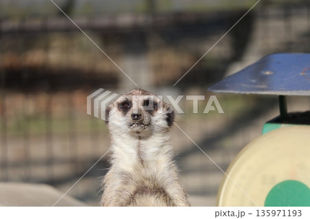 動物園でのぞくミーアキャットの風景 動物園でのぞくミーアキャットの風景 135971193