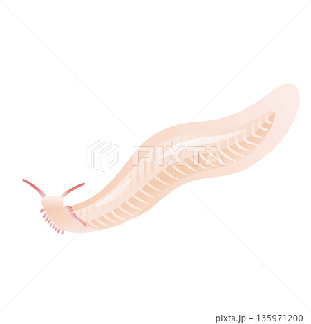 ピカイア　カンブリア紀の古生物 135971200