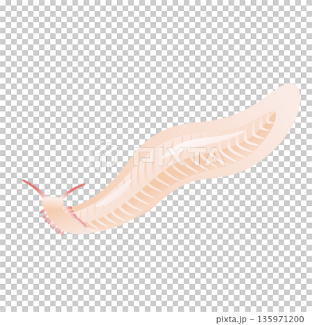 ピカイア　カンブリア紀の古生物 135971200