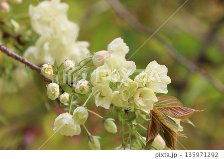 満開のうこん桜　 135971292