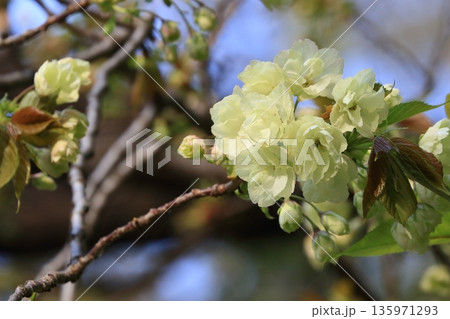 満開のうこん桜　鬱金桜　薄緑色の花をつけるうこんの桜 135971293