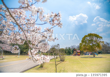 三重県 鈴鹿市 鈴鹿青少年の森 春の公園のイメージ 三重県 鈴鹿市 鈴鹿青少年の森 春の公園のイメージ 135971395