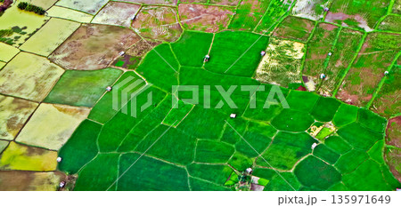 view from the sky of the rice fields view from the sky of the rice fields 135971649