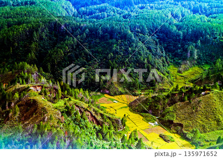 view from the sky of the rice fields 135971652