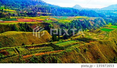 view from the sky of the rice fields 135971653