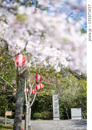 三重県 伊賀市 満開の桜と伊賀上野城 三重県 伊賀市 満開の桜と伊賀上野城 135971657