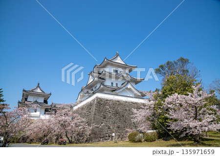 三重県　伊賀市　満開の桜と伊賀上野城 135971659