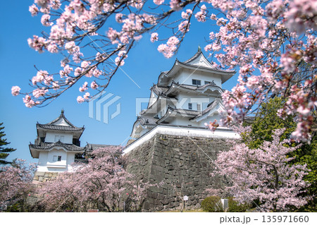 三重県 伊賀市 満開の桜と伊賀上野城 三重県 伊賀市 満開の桜と伊賀上野城 135971660