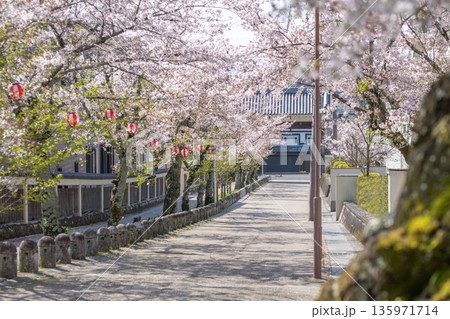 三重県 伊賀市 満開の桜と伊賀上野城・白鳳門 三重県 伊賀市 満開の桜と伊賀上野城・白鳳門 135971714