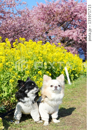 河津桜と菜の花の前で並んでおすわりするチワワ2頭 135971715