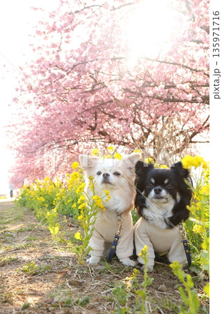 春色背景で仲良く座る2匹のチワワの縦写真 135971716