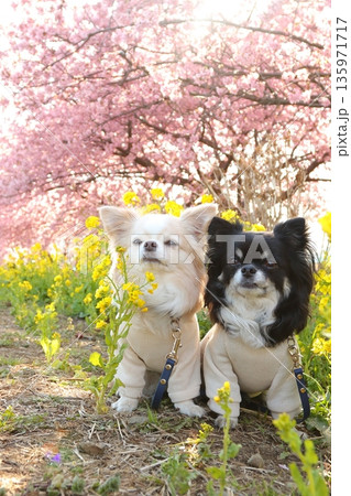 桜と菜の花に囲まれたチワワ2頭の可愛い春散歩 135971717