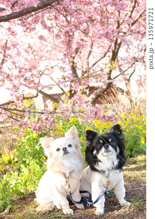 桜ピンクと菜の花イエローに映えるチワワ2匹 桜ピンクと菜の花イエローに映えるチワワ2匹 135971721