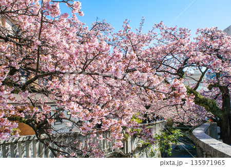 静岡県熱海市　あたみ桜　糸川遊歩道　2月上旬 135971965