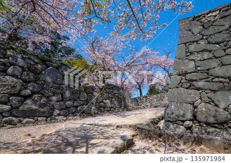 三重県　松阪市　満開の桜と松坂城跡（松阪公園） 135971984