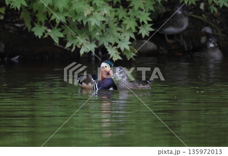 求愛するオシドリのつがい 135972013