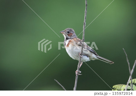 枯草に止まるホオアカのオス 135972014