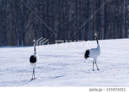 二羽で鳴くタンチョウ 二羽で鳴くタンチョウ 135972051