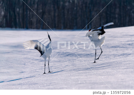 二羽で踊るタンチョウ 135972056