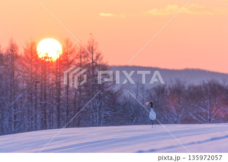 冬の朝焼けと白い息を吐くタンチョウ 135972057