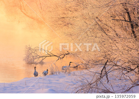 霧に包まれた樹氷と丹頂鶴 135972059