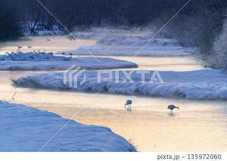 朝焼けに染まるねぐらとタンチョウ 135972060