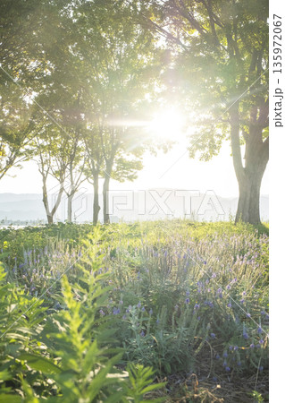 木漏れ日が差し込む公園 135972067