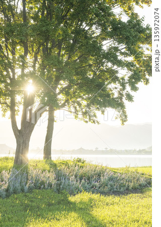 木漏れ日が差し込む公園 135972074