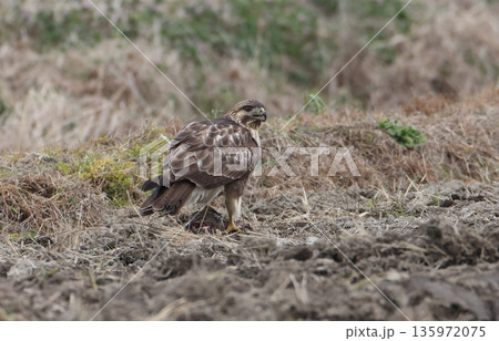 獲物を食べるノスリ 135972075