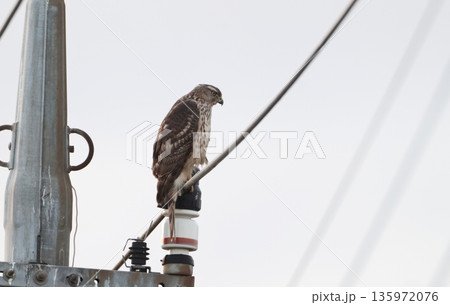 電柱に止まるオオタカの幼鳥 135972076