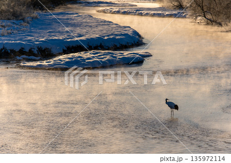 朝霧の川に佇むタンチョウ 135972114