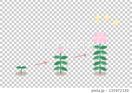 花朵生長插圖 135972130