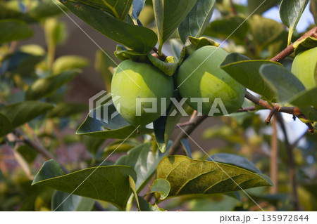 This is a persimmon tree with unripe fruit. This is a persimmon tree with unripe fruit. 135972844