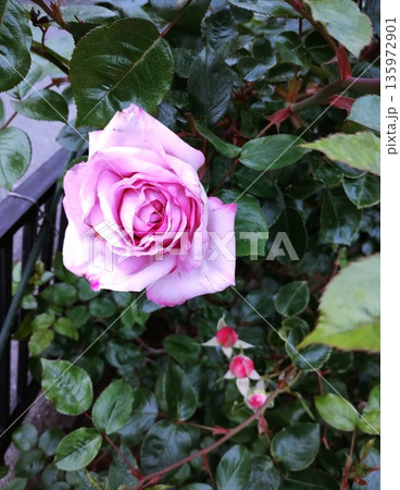 ブルームーン 135972901