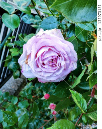 ブルームーン 135973181