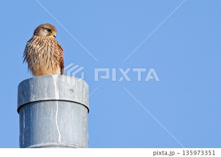 電柱から獲物を探すチョウゲンボウ雌 電柱から獲物を探すチョウゲンボウ雌 135973351