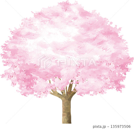 満開の桜の木の手描き水彩イラスト　お花見や入学祝い　和風ベクター素材 135973506