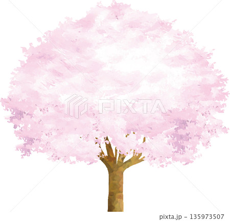 満開の桜の木の手描き水彩イラスト　お花見や入学祝い　和風ベクター素材 135973507