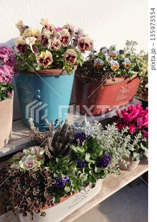 鉢に植えられた色々な花 鉢に植えられた色々な花 135973554