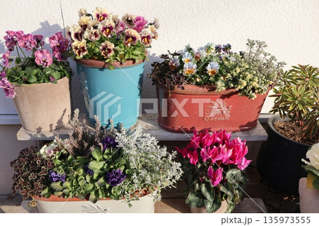 玄関先の花の寄せ植え&寄せ鉢 玄関先の花の寄せ植え&寄せ鉢 135973555