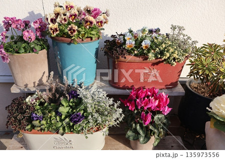 玄関先の花の寄せ植え&寄せ鉢 玄関先の花の寄せ植え&寄せ鉢 135973556